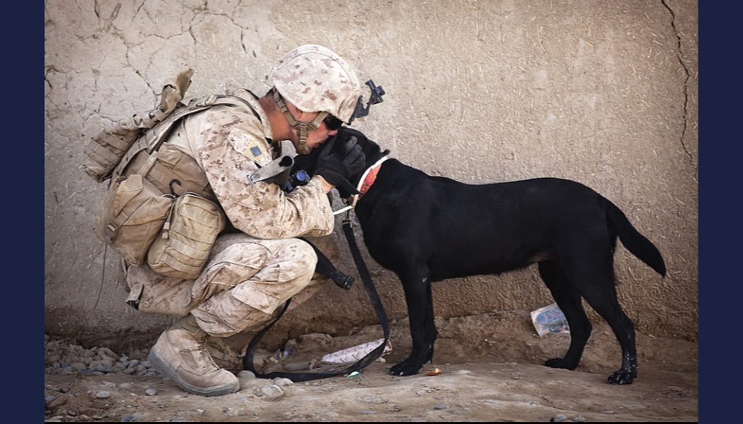 soldier, BillionGraves, dog, Veterans Day