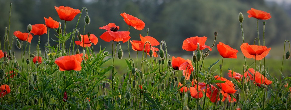 Remembrance-Day-Lest-We-Forget-The-Poppy - M.O.T.H