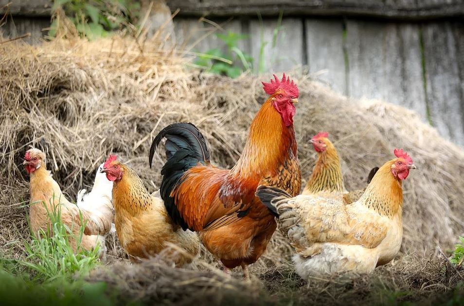 BillionGraves, Irish Famine, celtic cross, cemetery, genealogy, family history, ireland, St. Patrick's Day, Irish wake, Irish burial customs, family history, chickens, chicks, farm, genealogy, ancestors