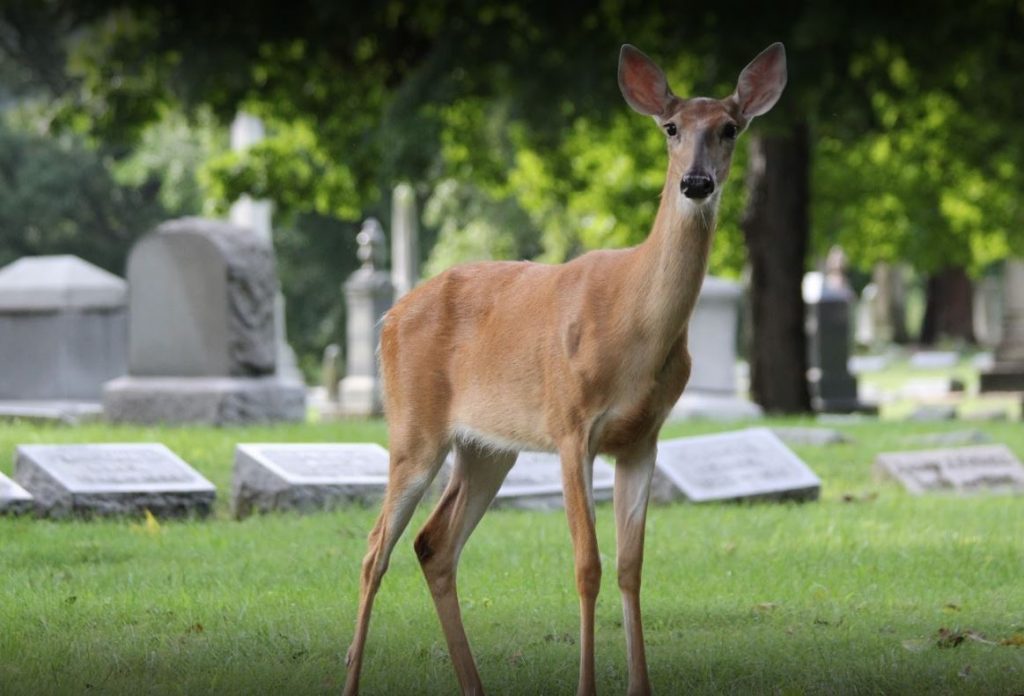 BillionGraves. cemetery, gravestone, largest cemetery, genealogy, family history, GPS-linked photos, BillionGraves app, volunteer, deer, Civil War, Crown HIll Cemetery