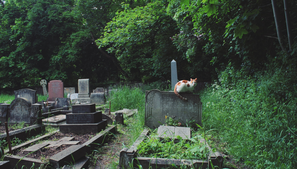 cat, damaged gravestones, BillionGraves, cemetery, abandoned cemetery, cemetery documentation, gravestones, grave, ancestor, ancestry, family history, genealogy, BillionGraves app