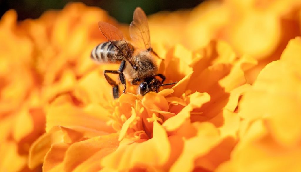 honey bee, bees, bee, BillionGraves, cemetery, gravestones, family history, ancestors, genealogy, animals, wildlife, flower, GPS