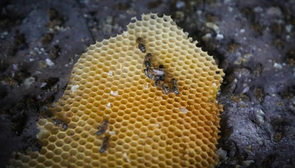 honey, bees, honey bees, BillionGraves, cemetery, gravestones, family history, ancestors, genealogy, animals, wildlife