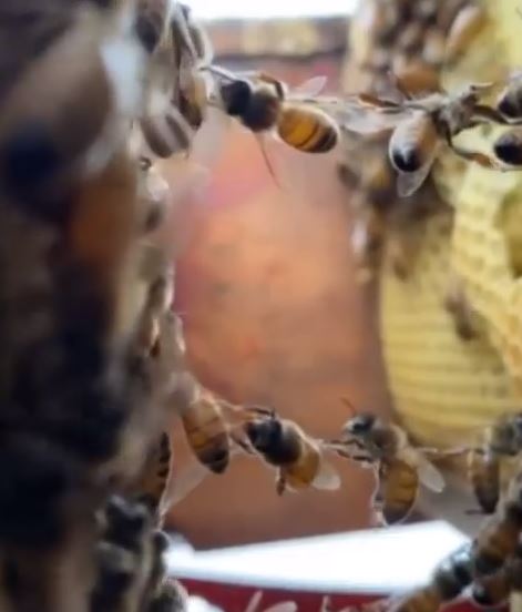 bees, festooning, festoon, beekeeping, bee, honey, BillionGraves, cemetery, gravestones, family history, ancestors, genealogy, animals, wildlife