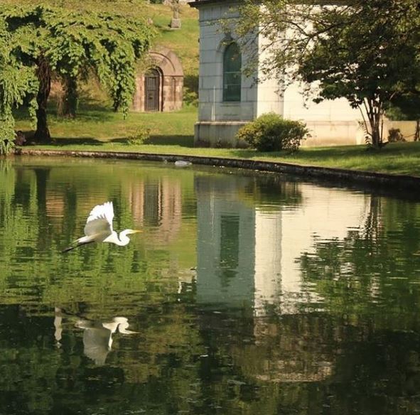 Wildlife Watching in Vienna Cemeteries