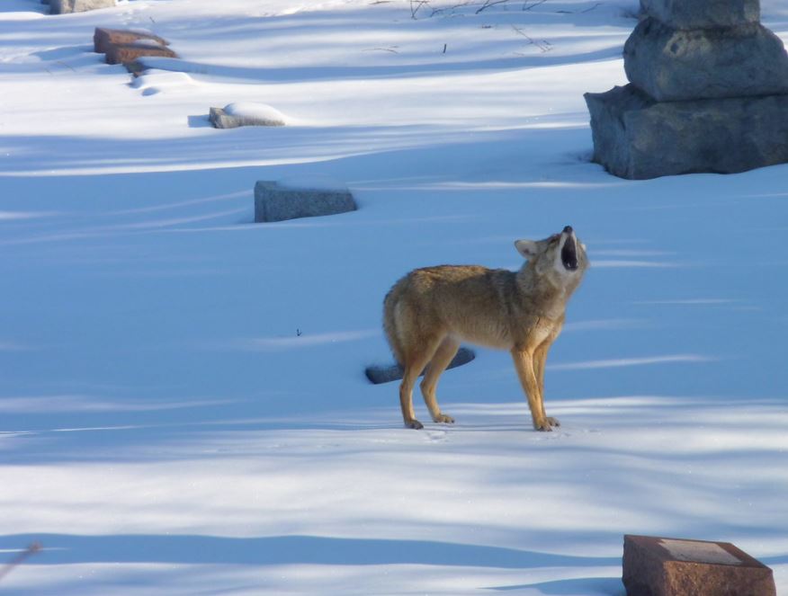 BillionGraves, cemetery, chicago, coyote, graves, story, genealogy, family history