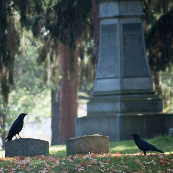 Wildlife Watching in Vienna Cemeteries