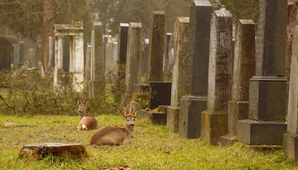 Wildlife Watching in Vienna Cemeteries