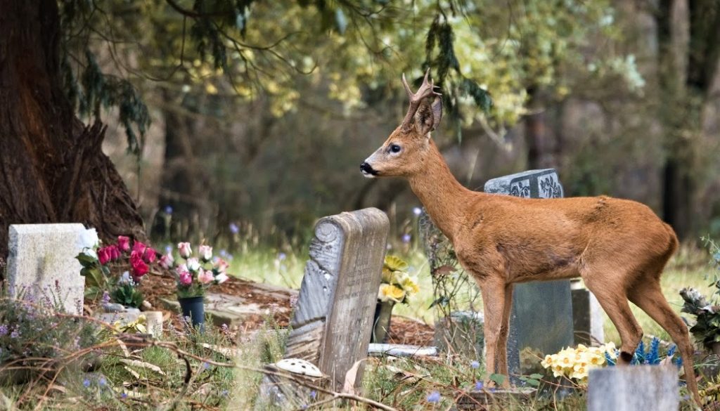 BillionGraves, cemetery, gravestones, family history, ancestors, genealogy, animals, wildlife, deer, Brookwood, england
