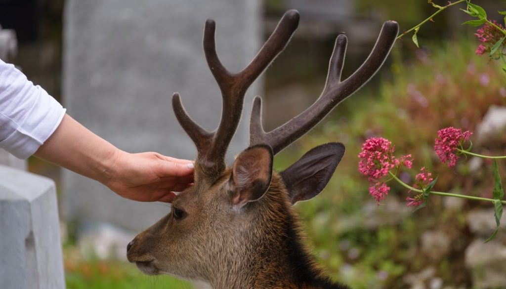 BillionGraves, cemetery, gravestones, family history, ancestors, genealogy, animals, wildlife, deer, buck