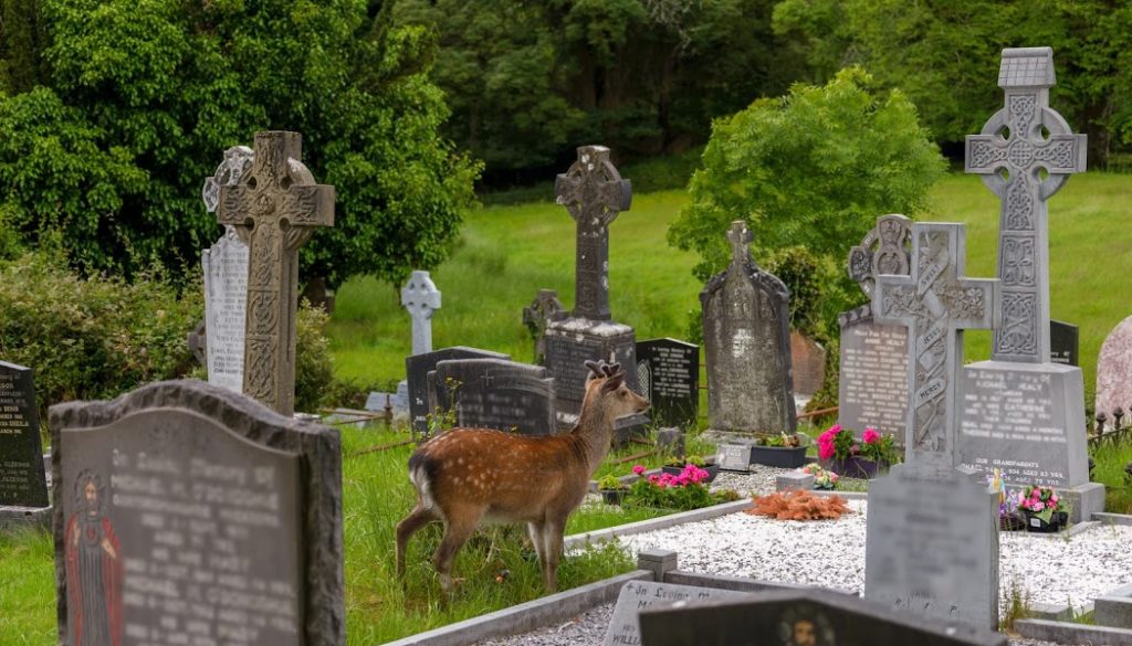 BillionGraves, cemetery, gravestones, family history, ancestors, genealogy, animals, wildlife, deer, Ireland