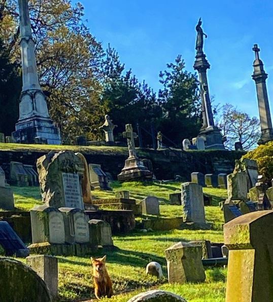 BillionGraves, cemetery, gravestones, family history, ancestors, genealogy, animals, wildlife, fox, grave