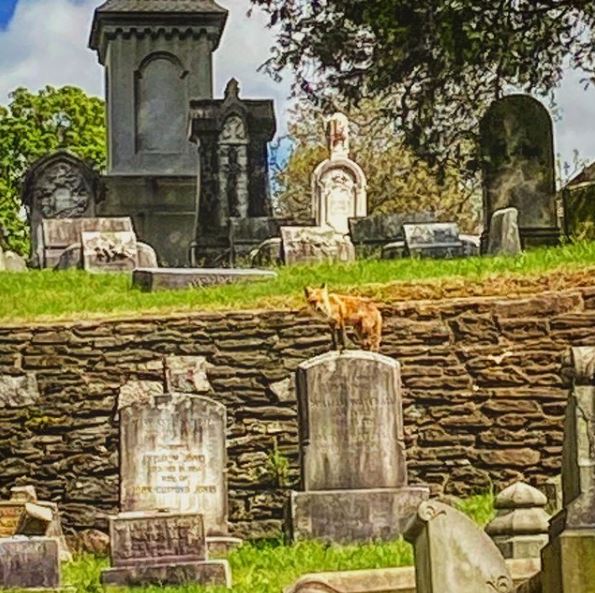 BillionGraves, cemetery, gravestones, family history, ancestors, genealogy, animals, wildlife, fox