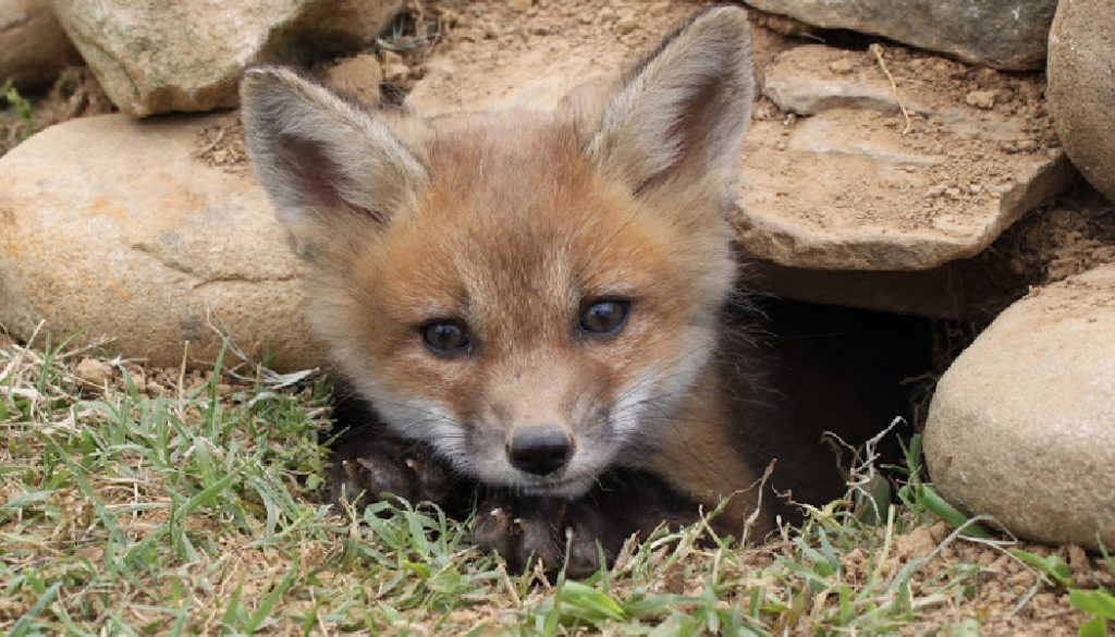 BillionGraves, cemetery, gravestones, family history, ancestors, genealogy, animals, wildlife, fox, fox kit