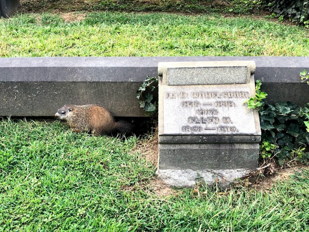 BillionGraves, cemetery, gravestones, family history, ancestors, genealogy, animals, wildlife, ground hog, woodchuck