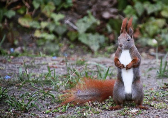 Wildlife Watching in Vienna Cemeteries