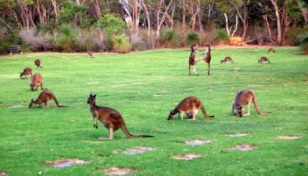 BillionGraves, cemetery, gravestones, family history, ancestors, genealogy, animals, wildlife, K, Kangaroo, australia, Aussie, hop
