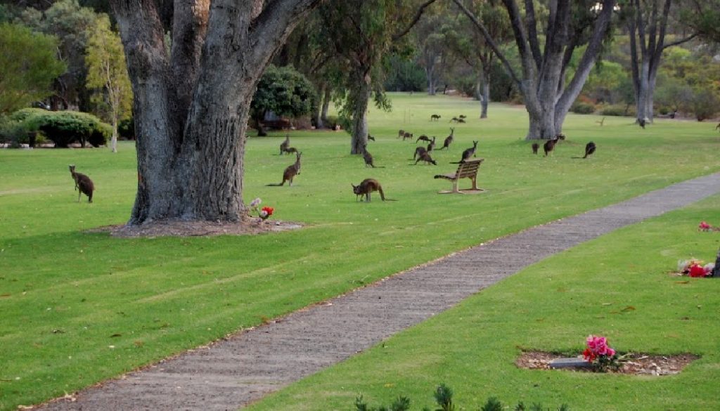 BillionGraves, cemetery, gravestones, family history, ancestors, genealogy, animals, wildlife, kangaroo