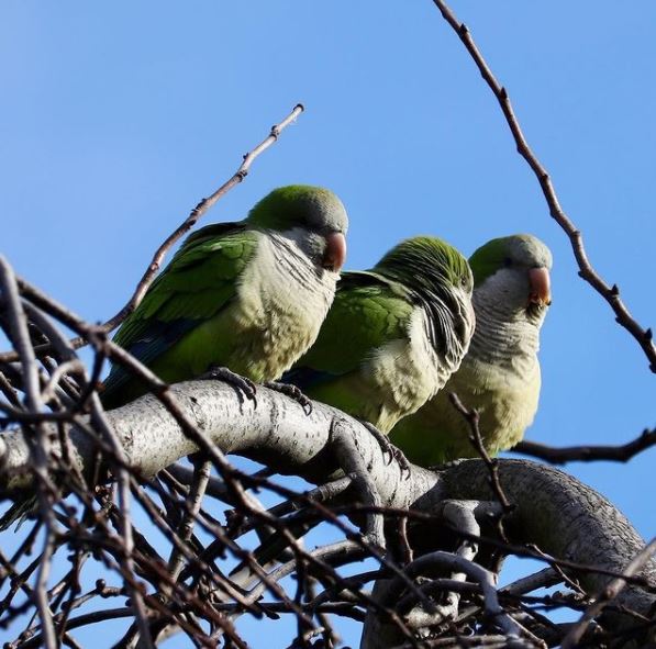 Monk parakeets, parrots, Argentina, Green-Wood Cemetery, BillionGraves, cemetery, gravestones, family history, ancestors, genealogy, animals, wildlife