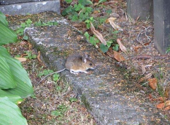 BillionGraves, cemetery, gravestones, family history, ancestors, genealogy, animals, wildlife, mouse, mice