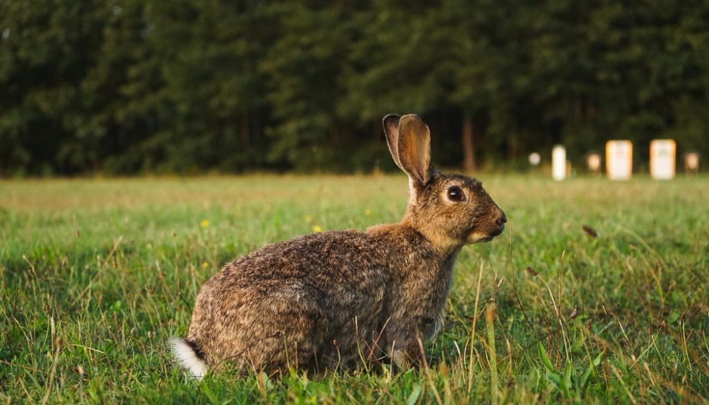 BillionGraves, cemetery, gravestones, family history, ancestors, genealogy, animals, wildlife, hare, rabbit, bunny