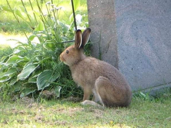 BillionGraves, cemetery, gravestones, family history, ancestors, genealogy, animals, wildlife, rabbit, bunny