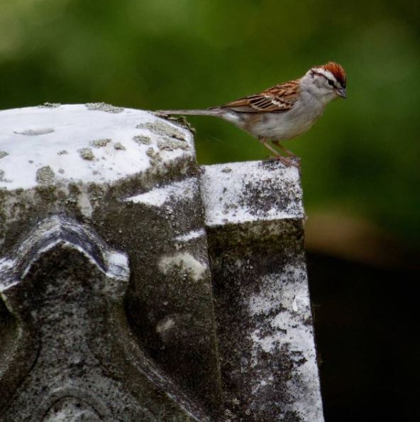 BillionGraves, cemetery, gravestones, family history, ancestors, genealogy, animals, wildlife, bird, sparrow