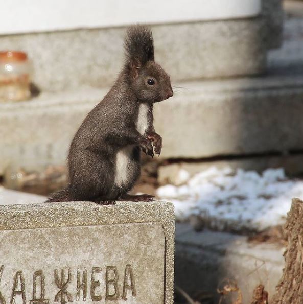 BillionGraves, cemetery, gravestones, family history, ancestors, genealogy, animals, wildlife, squirrel, Bulgaria