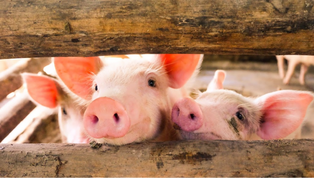 pigs, farm, farmer, farming, family history, genealogy, BillionGraves, ancestors, cemetery, gravestones, BG, family vacation, genealogy trip