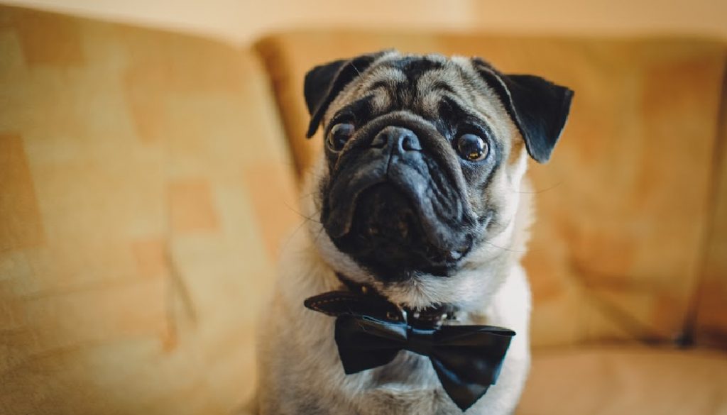Pug, dog with bow-tie on brown background. Cute friendly chubby pug puppy.
