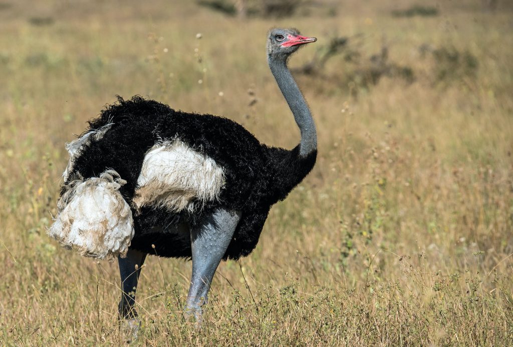 ostrich, south Africa, wild animal