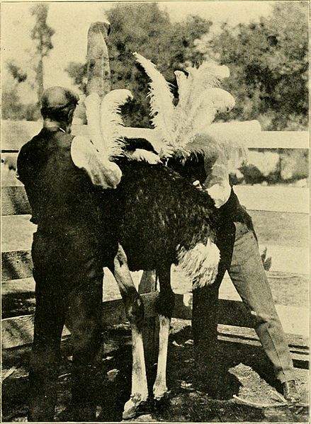 Ostrich, feather plucking
