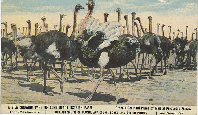 Ostrich farm