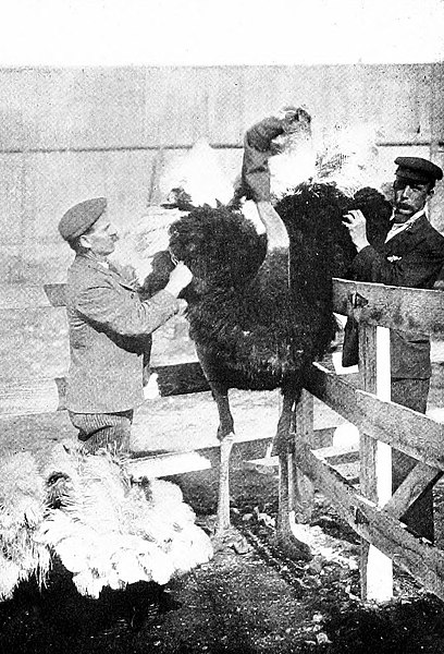 ostrich farm