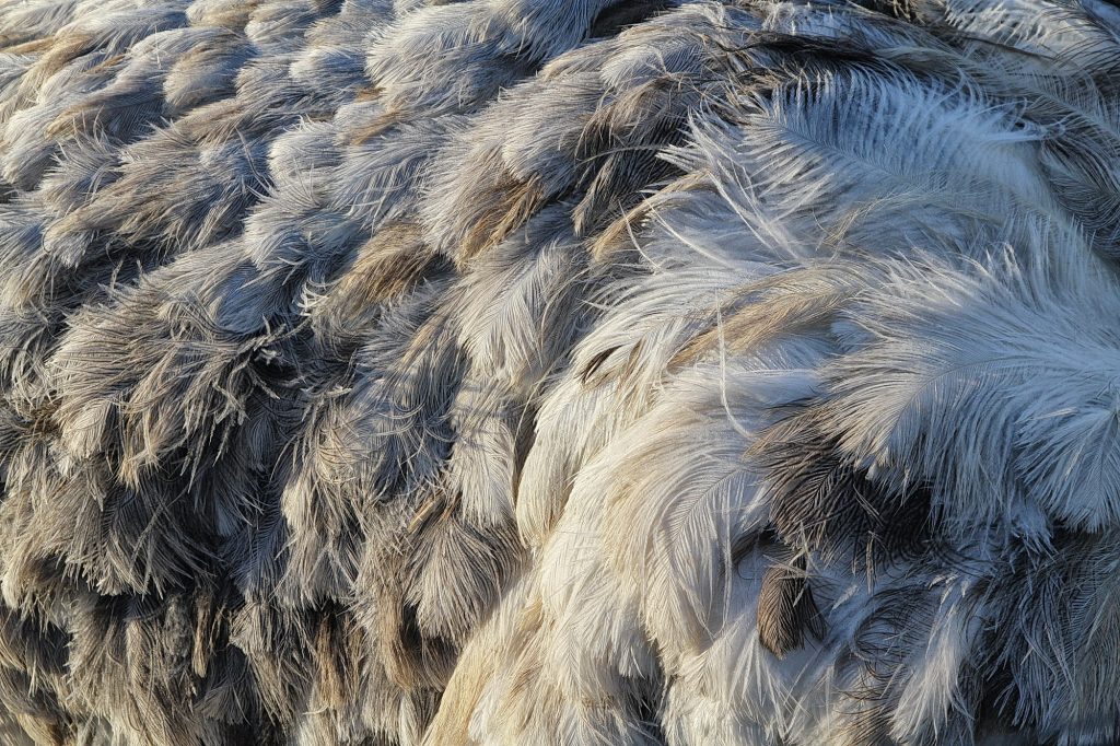 Ostrich feathers