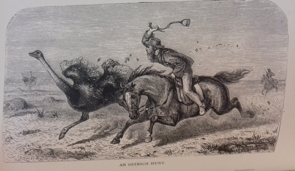 Ostrich feather hunt
