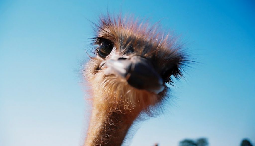 Ostrich