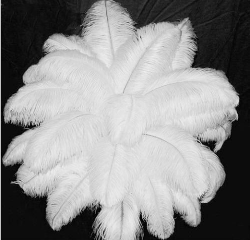 white ostrich feathers