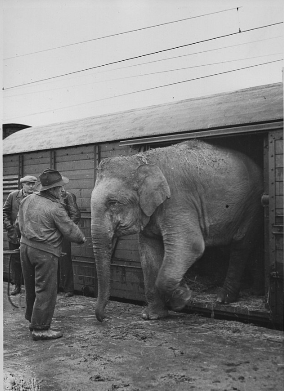 elephant, circus, Livestory, MyHeritage, BillionGraves. GPS, photos, ancestor photos, ancestors, genealogy, family history, talking photos, technology, BillionGraves