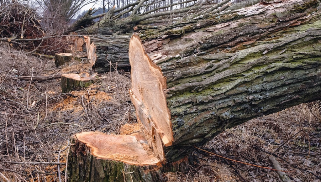 Tree; cutting down trees; felled trees