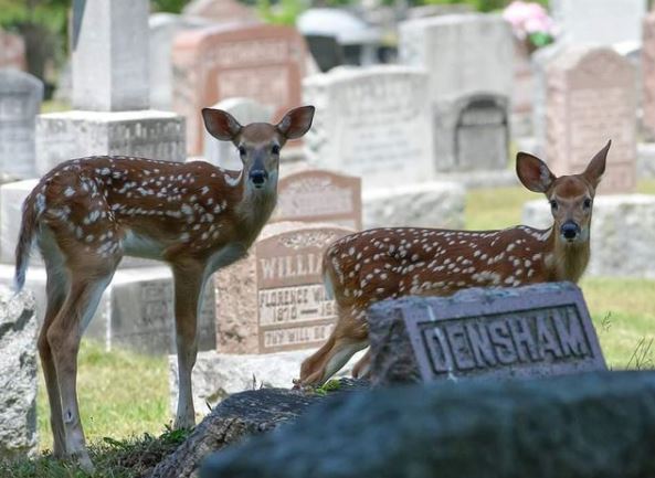 Animals at the Cemetery: Wildlife Meets Afterlife - BillionGraves Blog