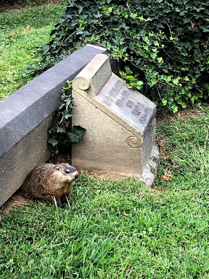 Animals at the Cemetery: Wildlife Meets Afterlife - BillionGraves Blog